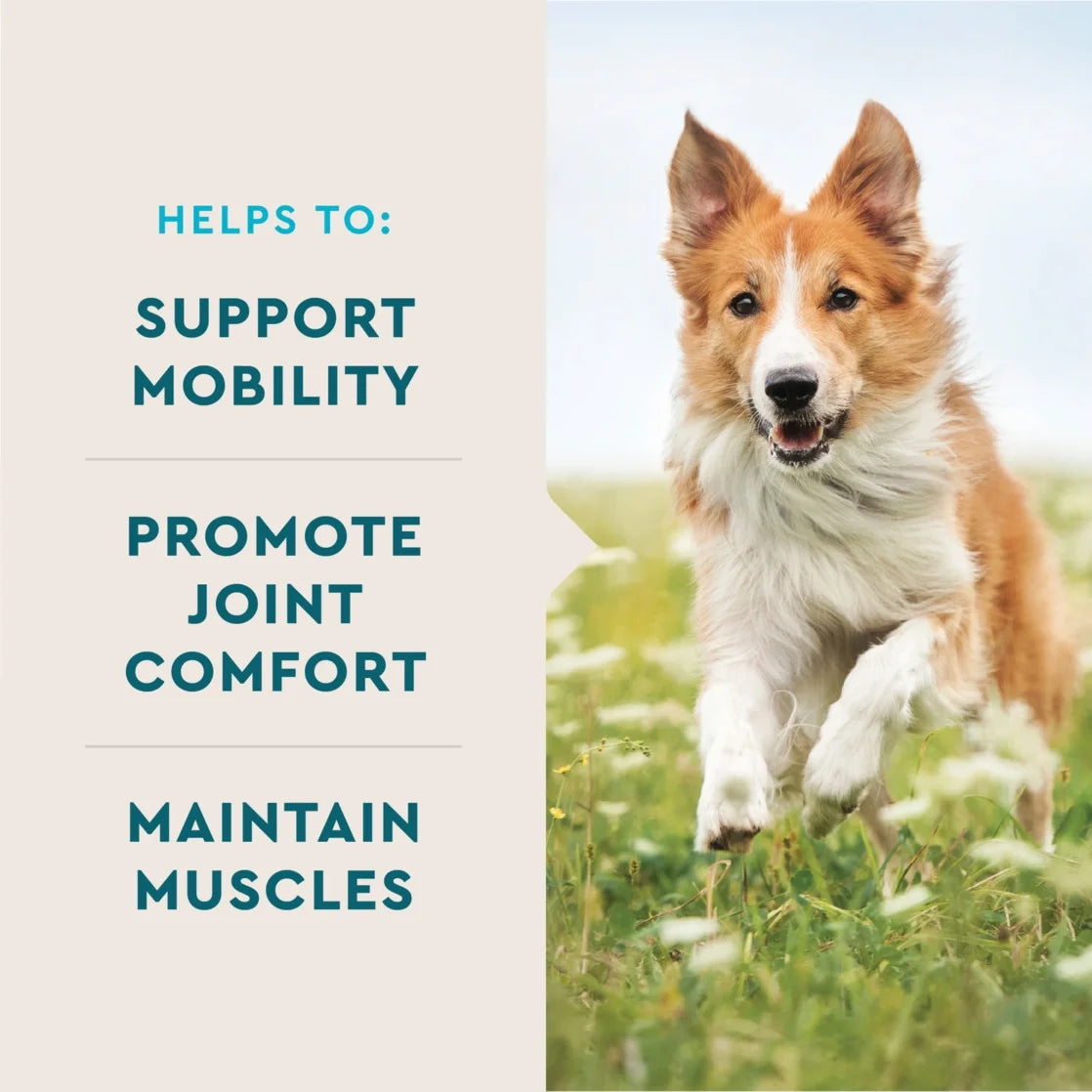 Hip & Joint Supplement for Dogs, Chicken Flavored Soft Chews, 7.4 Oz