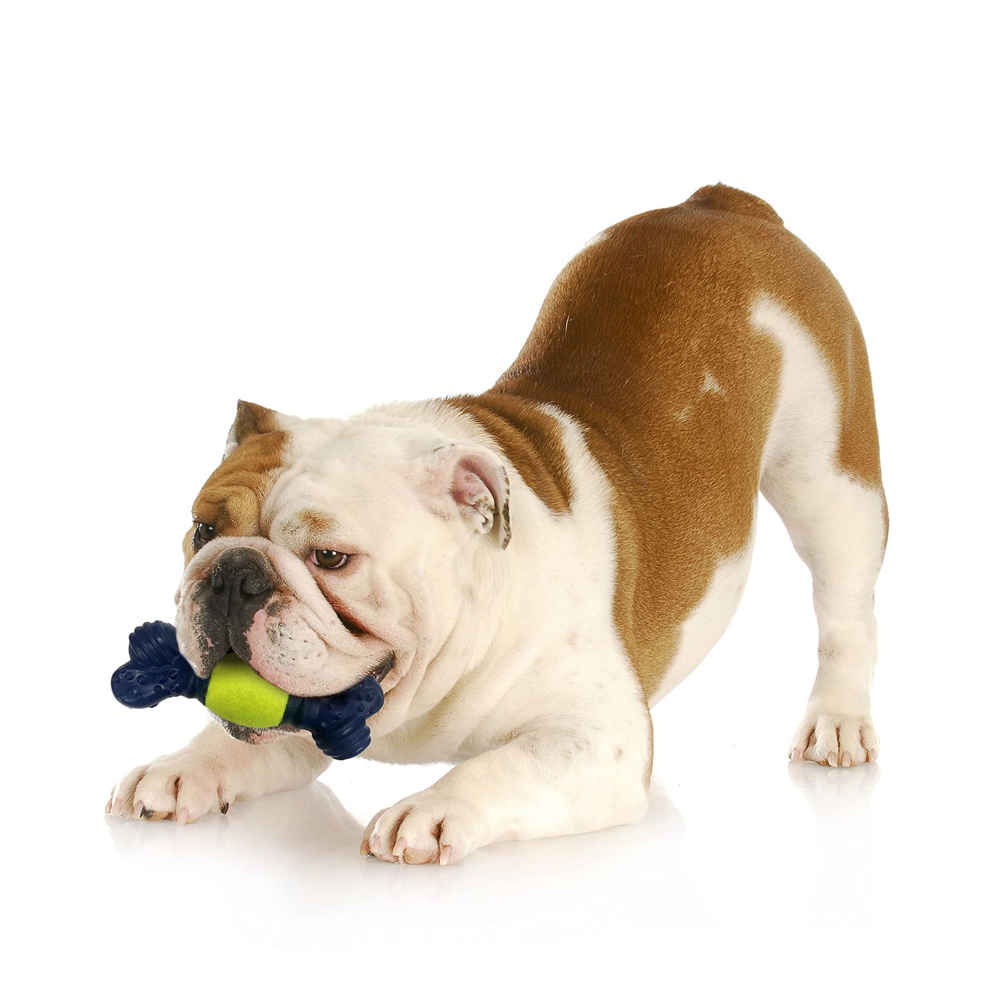 Nylabone Power Play Crazy Ball Interactive Play Toy, Fetch Ball Toy for Dogs, Large (1 Count)