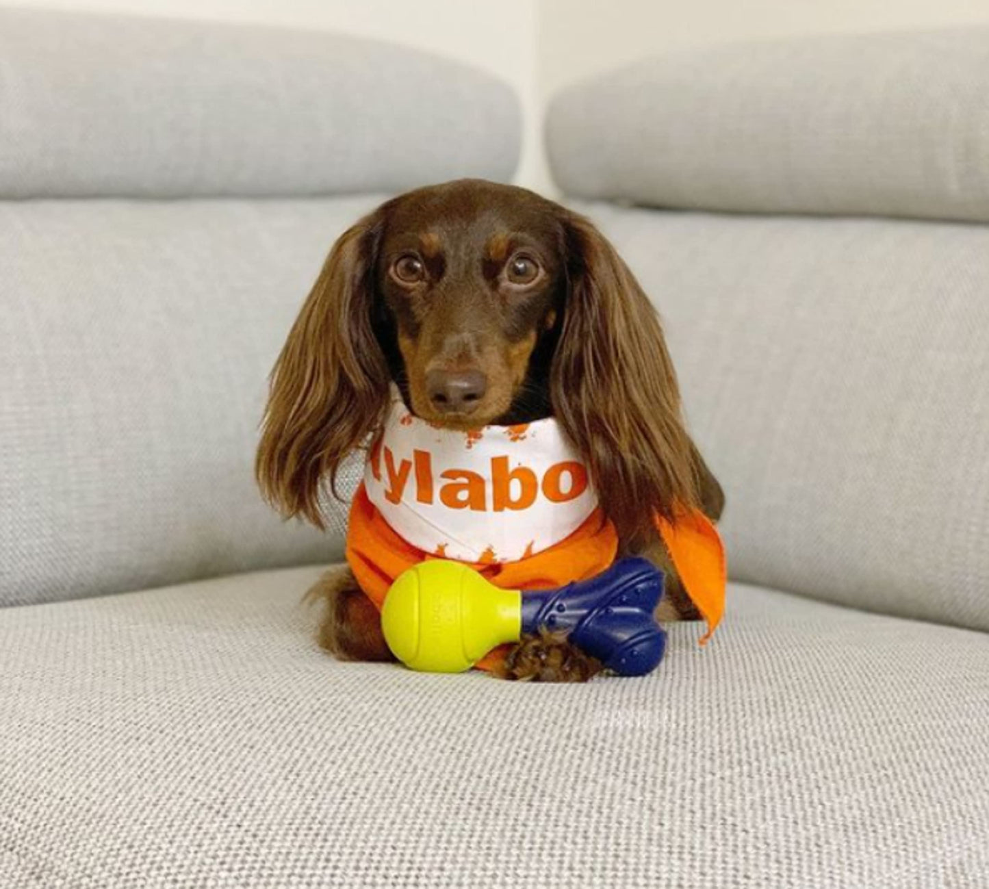 Nylabone Power Play Crazy Ball Interactive Play Toy, Fetch Ball Toy for Dogs, Large (1 Count)