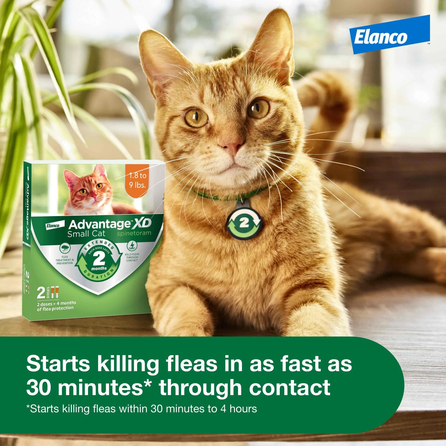 Small Cat 2-Month Flea Prevention for Cats 1.8-9Lbs, 1 Dose (2-Months)