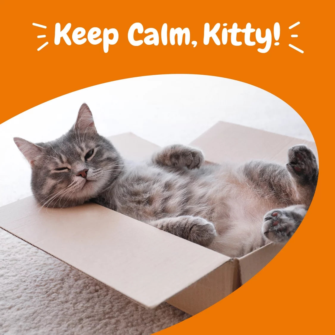 (3 Pack)  Calming Bites for Cats, Stress & Anxiety Relief Supplement, Bacon Flavor, 30 Ct